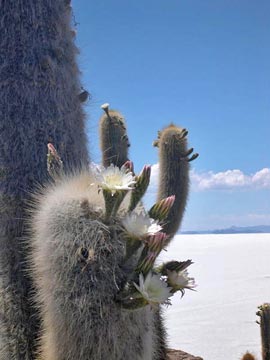 Cardon cactus blossoms