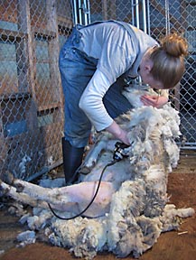 Amy Dake shearing