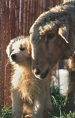 ewe and puppy