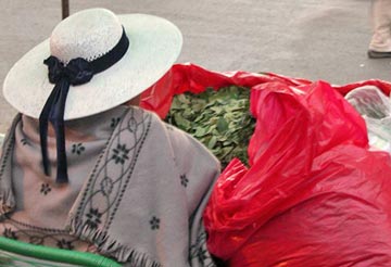 Coca leaves for sale