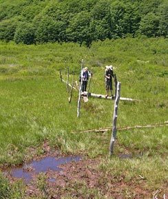 Crossing a bog on logs
