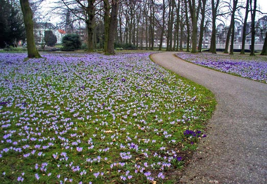 Spring flowers in the park in Oosterhout
