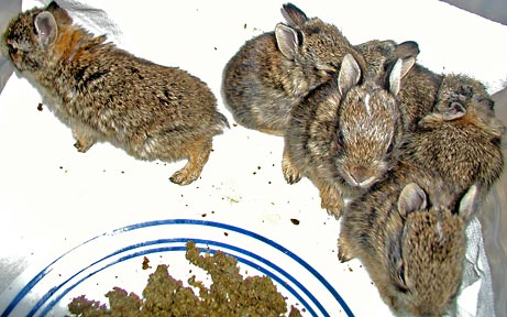six baby cottontails
