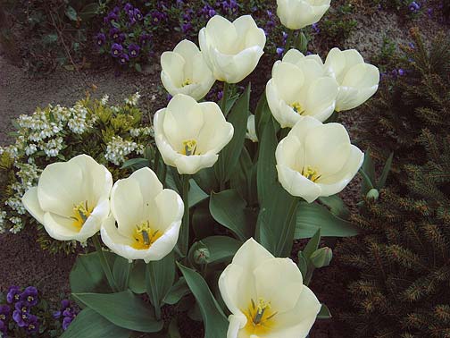 White tulips in Holland