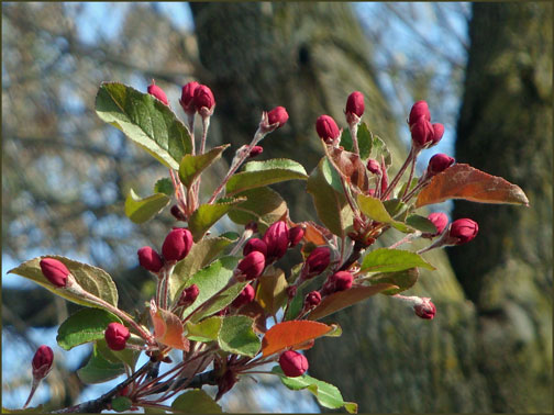 red buds on crab apple tree